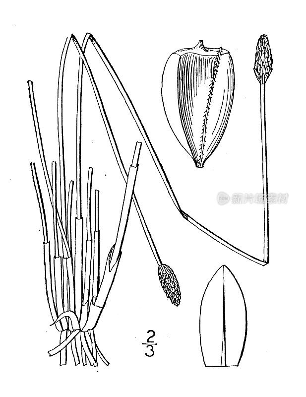 古植物学植物插图:Eleocharis melanocarpa，黑色果穗蒲草